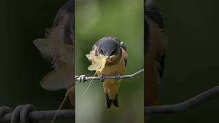 Hungry Baby Barn Swallow | #birds #shorts #birdphotography #birdlovers #bird #birdslover #birdsounds