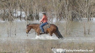 Long Cool Jazz - trail, bridge, logs, teeter totter, gate, water! - ValleyViewRanch.net