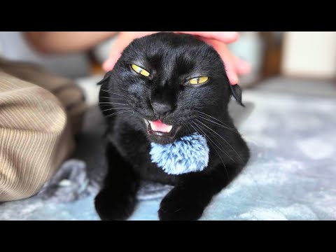 くろねこのクロちゃん - YouTube