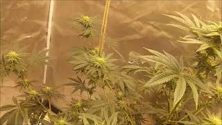 growlife