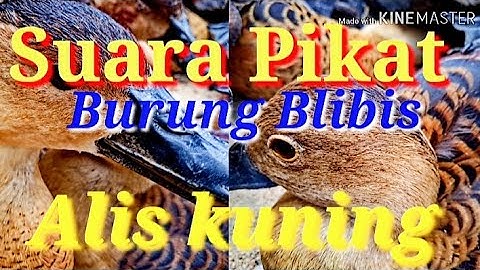 Suara  PIKAT burung blibis