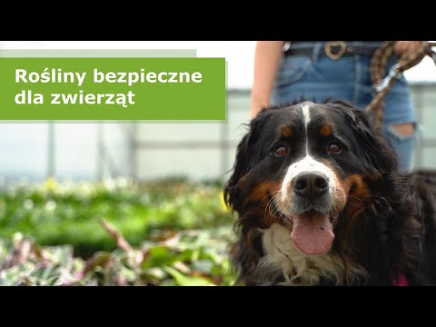 Wideo: Zielone Produkty Czyszczące, Które Są Bezpieczne Dla Zwierząt