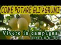 Potatura degli agrumi - Vivere in campagna con Carmine Salituro