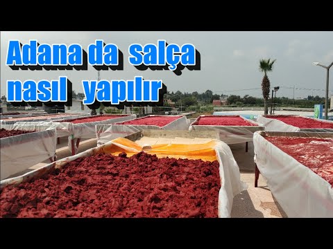 Meşhur adana biber salçası nasıl yapılır. Biber yetiştiriciliği mersin tarsus