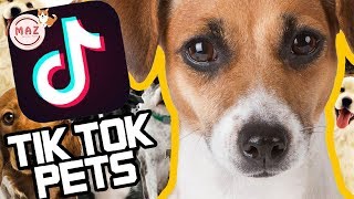 Funny Cute Animals... Tik Tok Pets 2019