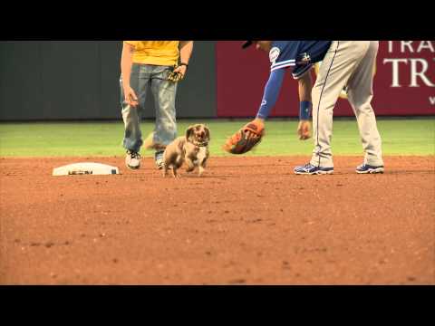 EP Chihuahuas Wiener Dog Race