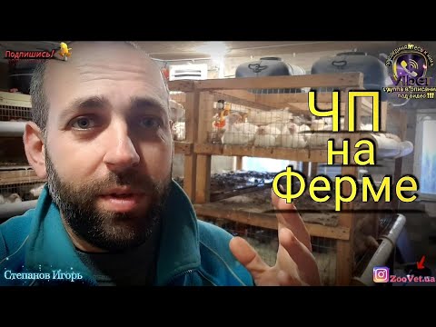 Видео: ❗ЧП на Ферме