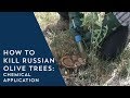 How to kill russian olive trees chemical application