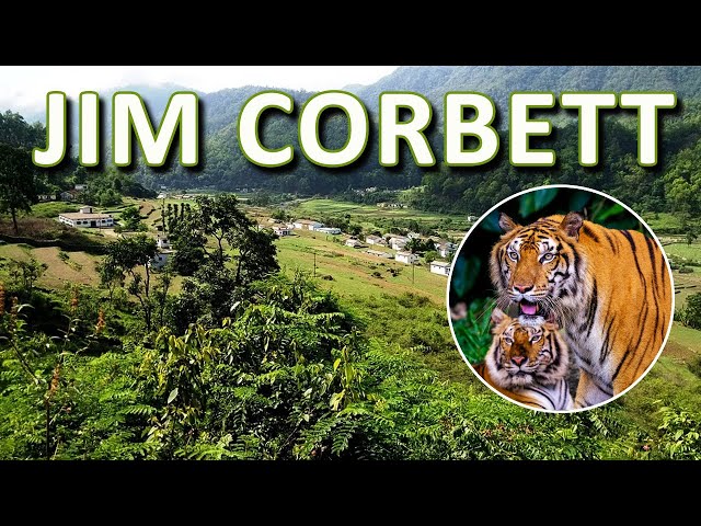 Travel to Jim Corbett National Park, Uttarakhand, India |Oldest and Most  Prestigious National Park - YouTube