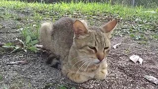 公園の野良猫のあのママ猫ちゃん、最近は一人が多いです。子離れしたのかな？