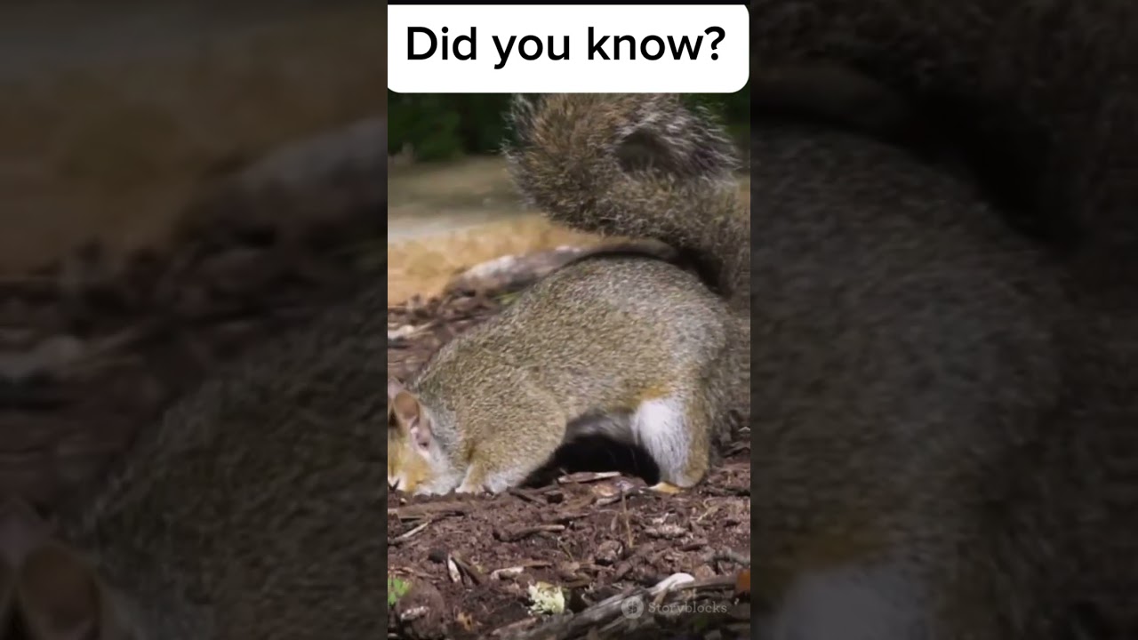 Facts about Squirrels 