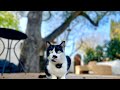 Calming cat tv for cats our indoor cats exploring outdoors cattv cat.s relaxationmusic