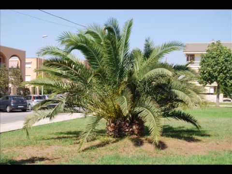 AKON -Sunny Day