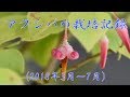 山野草・植栽編#18　アクシバの栽培記録
