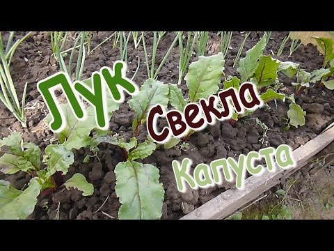 ЛУК/ СВЕКЛА/ КАПУСТА/ СМЕШАННЫЕ ПОСАДКИ