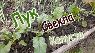 ЛУК/ СВЕКЛА/ КАПУСТА/ СМЕШАННЫЕ ПОСАДКИ ЛУК/ СВЕКЛА/ КАПУСТА/ СМЕШАННЫЕ ПОСАДКИ