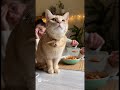 Bu bakışa kim hayır diyebilir ki? 😽