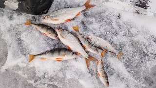 Последняя зимняя рыбалка в сезоне 2023-2024 года.