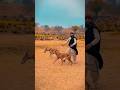 Greyhounds evening time walk in forest hill ready for hunting track race 2025#thedogs #doglover #pet