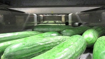 Christiaens Grading line mini cucumbers