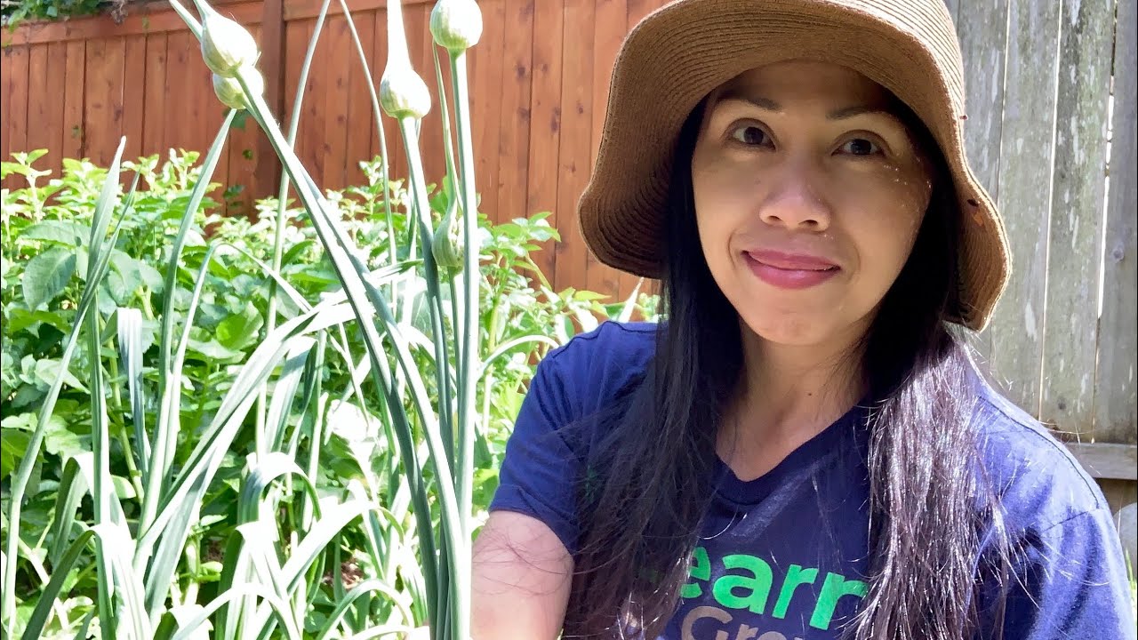 Removing Garlic Scapes Growing Garlic Tips YouTube