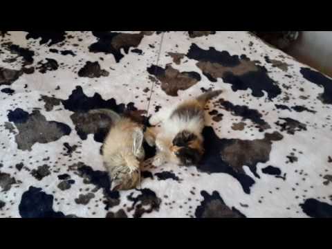 სპარსული კნუტები