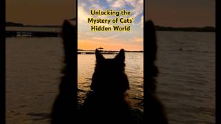 Mind-Blowing Facts About Cats Secret Lives