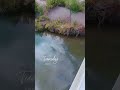 Trinidad Co pergatori river downtown in Trinidad Colorado #trinidad