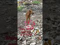 CÚN Ở BÃI PHẾ LIỆU thường bị chủ vựa xua đuổi, thương em quá #Tú Vân Cooking #dog #pets #animals