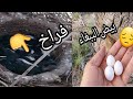 شاهدو ماذا فعلوو بعض النفوس ضعيفه بطائر الببغاء وصغاره😤🦜