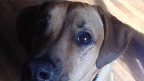 univ 111 multimedia translation