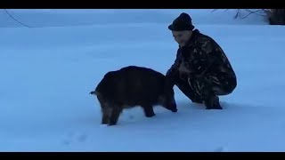 Ручной дикий кабан  Такой прикольный!(, 2014-01-26T16:48:43.000Z)