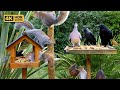 [NO ADS] Cat TV for Cats to Watch 😸 Birds & Squirrels at the Birdtable 🕊️ Bird Videos & Cat Games