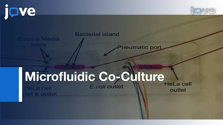 Epithelial Cells & Bacteria: Investigating Soluble...