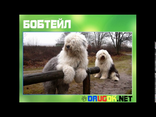 Бобтейл