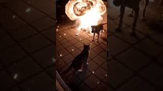 This Is How Cat Lore Started