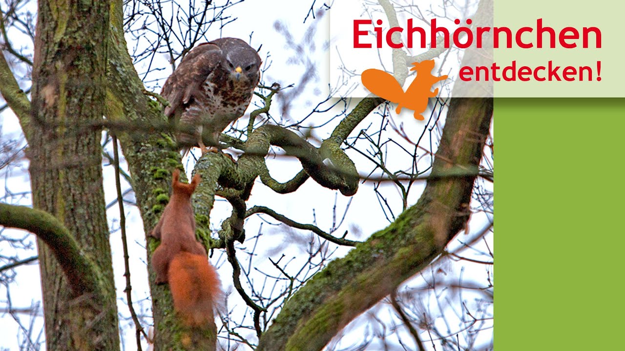 Eichhörnchen ärgert Mäusebussard