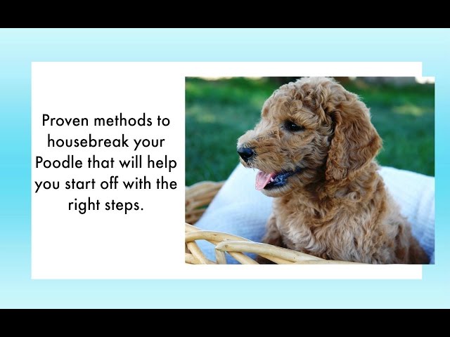 How To Potty Train A Poodle Puppy 6