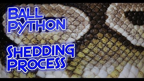 Ball Python Shedding Process (4 Stages Explained)