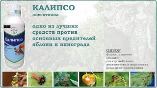 видео: Калипсо - одно из лучших средств для опрыскивания от вредителей яблони и винограда в период цветения картинка: Калипсо - одно из лучших средств для опрыскивания от вредителей яблони и винограда в период цветения