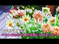 SUB【ガーデニング初心者】7月の庭仕事/夏の花壇に可愛い宿根草を植える/ベランダの水やりが楽チンになりました！初心者の庭づくり