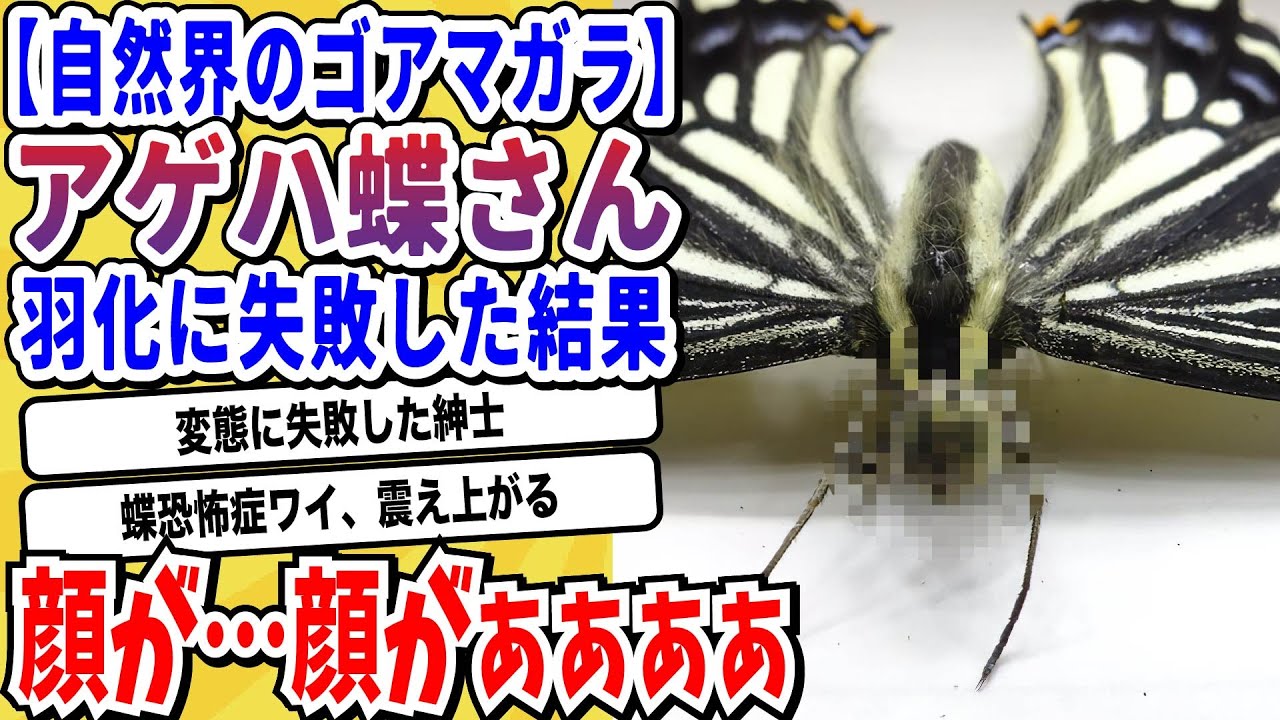 【2ch動物スレ】美しきの変態紳士「チョウ」完全変態に失敗する→頭だけ幼虫のまま羽化してしまった個体が発見されてしまう…【なんj/にちゃん 面白いスレ】