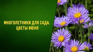 видео буквица цветок многолетник