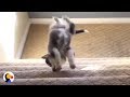 Puppies vs Stairs: Pups Figure Out The Stairs | The Dodo