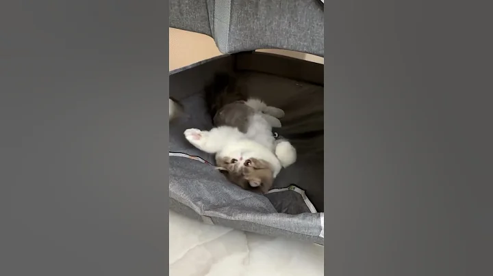 Watch the video about I'm so bored🥱 #persiancat ❤#cat #catlover #funnycats #kittycat #kitty #persian #shortvideo #shorts