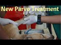 Revolutionary treatment saves puppies with Parvo