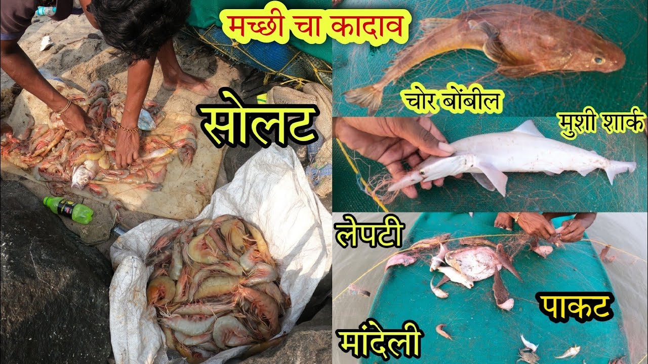 छोट्या गटकावर आज खुप मासे भेटले. लेपटी,पापलेट,बोंबिल, सोलट मसेमारी
