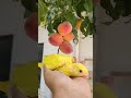 💛 Lutino Ringneck 💛 #parrot#parrots#petbirds#shorts