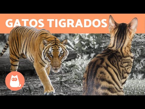 Vídeo: 10 gatos que parecem tigres, leopardos e chitas