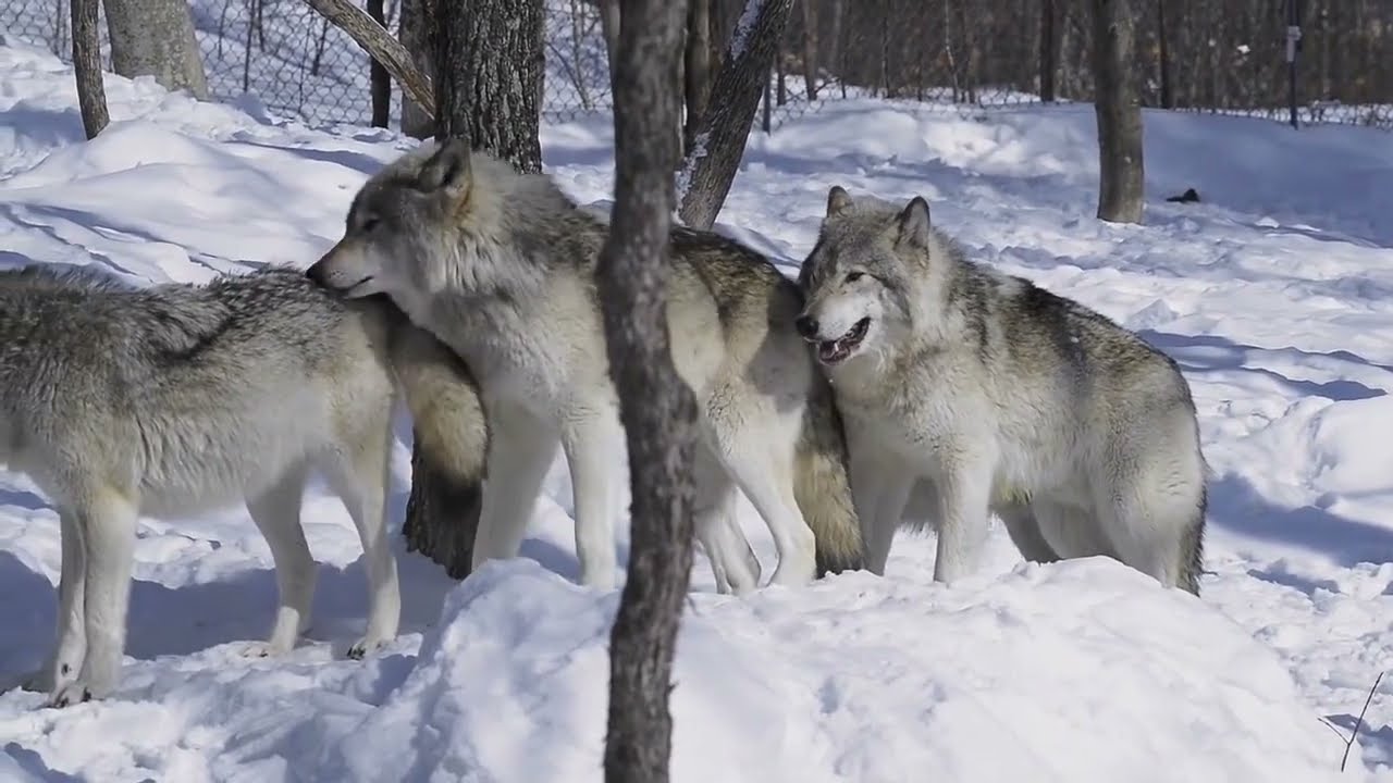 Wolf mating crossing romance